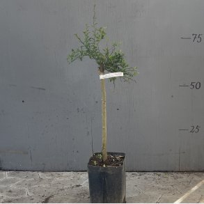 Fingerlime, Wauchope (Citrus australasica Wauchope), opstammet, 80-120 cm