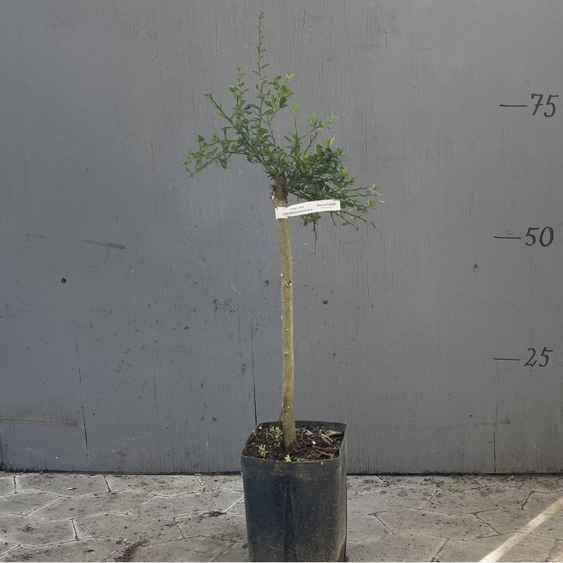 Fingerlime, Wauchope (Citrus australasica Wauchope), opstammet, 80-120 cm