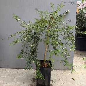 Blodlime (Citrus australasica bloodlime), opstammet, 80-120 cm