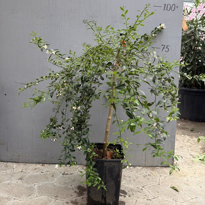 Blodlime (Citrus australasica bloodlime), opstammet, 80-120 cm