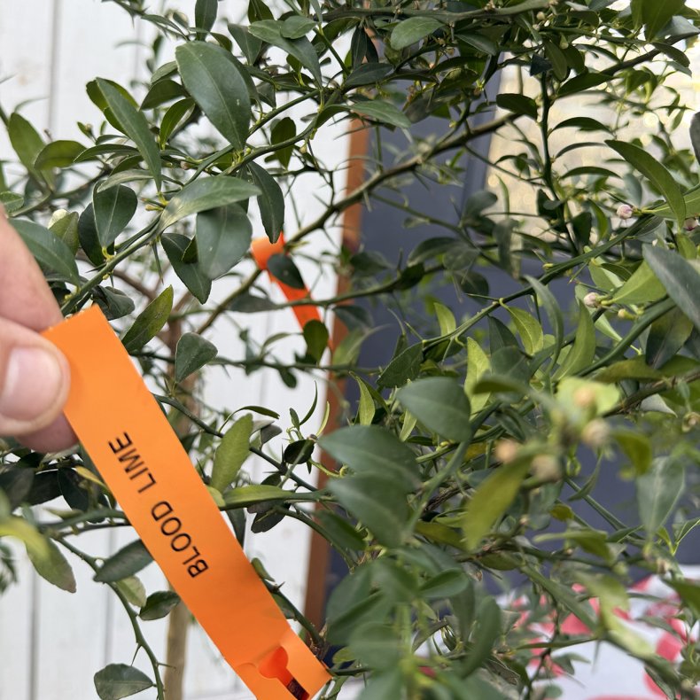 Blodlime (Citrus australasica bloodlime), opstammet, 80-120 cm