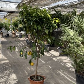 Bergamotte (Citrus bergamia), cirka 200 cm, opstammet