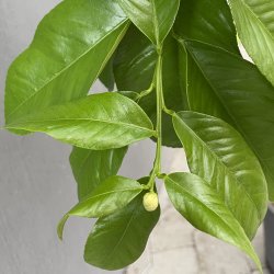 Bergamotte (Citrus bergamia), 70-100 cm, opstammet