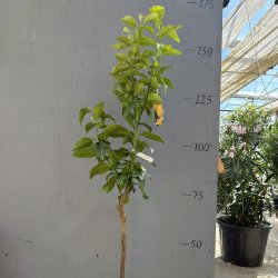 Bergamotte (Citrus bergamia), 175 cm, opstammet, ungtr�