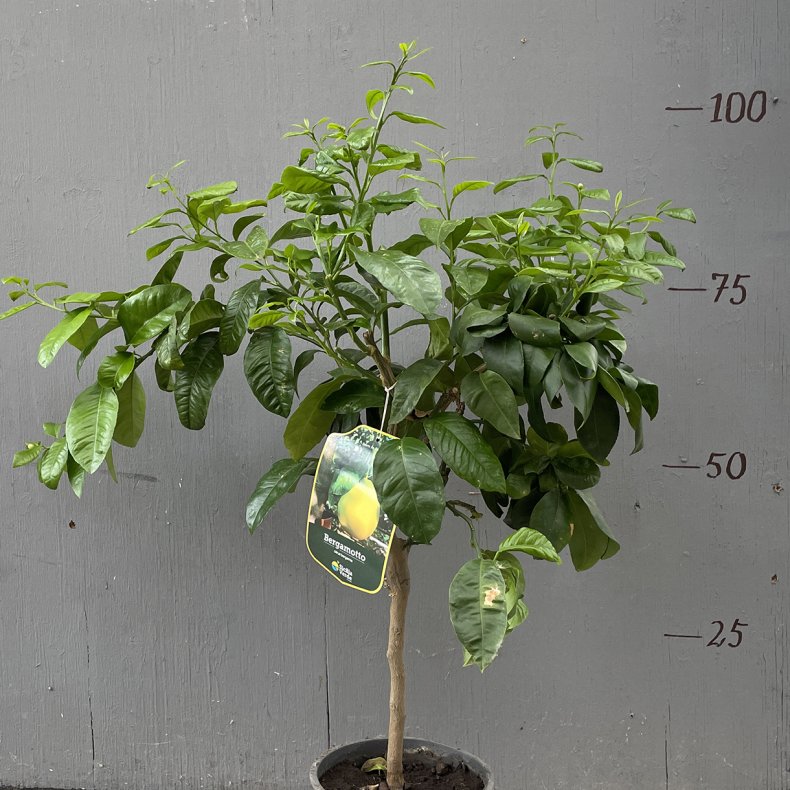 Bergamotte (Citrus bergamia), 70-100 cm, opstammet