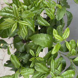 Bergamotte (Citrus bergamia), 70-100 cm, opstammet