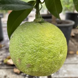 Bergamotte (Citrus bergamia), 70-100 cm, opstammet