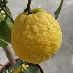 Bergamotte (Citrus bergamia), cirka 200 cm, opstammet