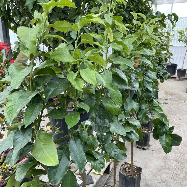 Bergamotte (Citrus bergamia), 175 cm, opstammet, ungtr�