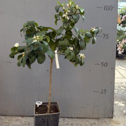 Bizar pomerans (Citrus aurantium x medica bizzaria), 50-100 cm, opstammet, ungtr�
