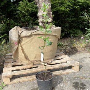 Citrange Morton (Citrus trifoliata x Citrus sinensis), 50 cm