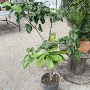 Pomelotr� (Citrus grandis), 120-160 cm