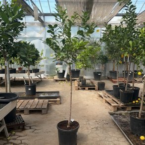 Kaffirlimetr� (Citrus hystrix), 150 cm, opstammet