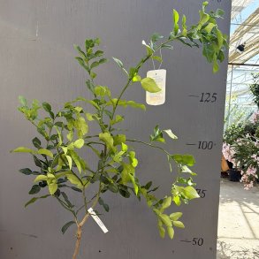 Kaffirlimetr� (Citrus hystrix), cirka 125 cm, opstammet, ungtr�