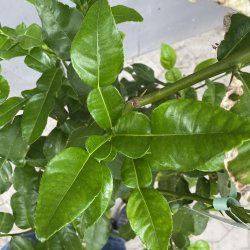 Kaffirlimetr (Citrus hystrix), 70-100 cm