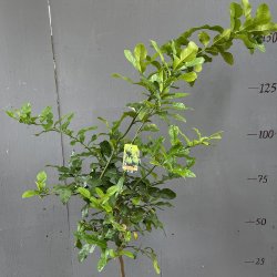 Kaffirlimetr (Citrus hystrix), 70-100 cm