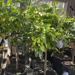 Kaffirlimetr� (Citrus hystrix), 70-100 cm