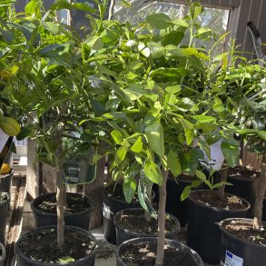 Kaffirlimetr� (Citrus hystrix), 70-100 cm