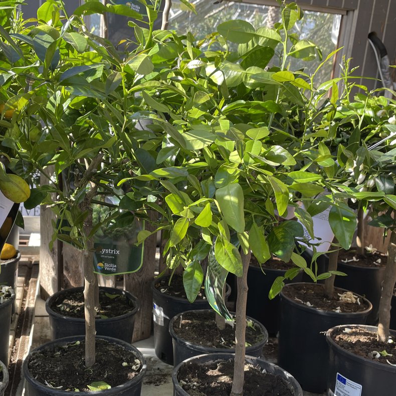 Kaffirlimetr� (Citrus hystrix), 70-100 cm