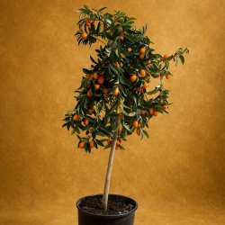Kumquat (Citrus japonica), opstammet, cirka 100 cm