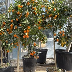 Kumquat (Citrus japonica), opstammet, cirka 100 cm