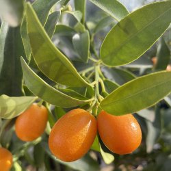 Kumquat (Citrus japonica), opstammet, cirka 100 cm