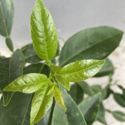 Yuzu (Citrus junos), 70-120 cm, hj stamme