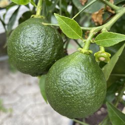 Yuzu (Citrus junos), 70-120 cm, hj stamme