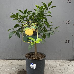 Yuzu (Citrus junos), 70-120 cm, hj stamme