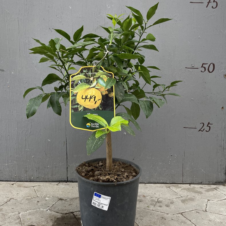 Yuzu (Citrus junos), 70-100 cm, hj stamme