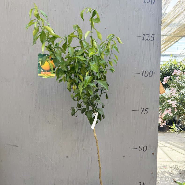 Yuzu (Citrus junos), cirka 120 cm, ungtr�, h�j og slank stamme