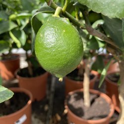 Limetr� (Citrus latifolia), 70-100 cm, opstammet