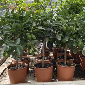Limetr� (Citrus latifolia), 70-100 cm, opstammet