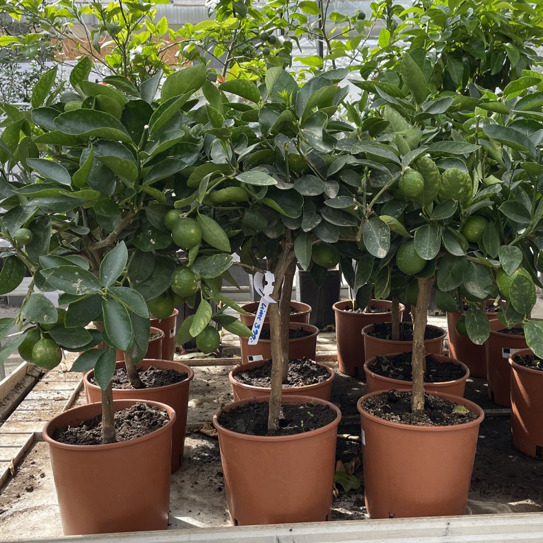 Limetr� (Citrus latifolia), 70-100 cm, opstammet