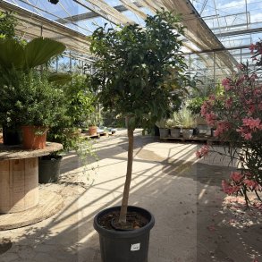 Limetr� (Citrus latifolia), 160-170 cm opstammet, bred krone