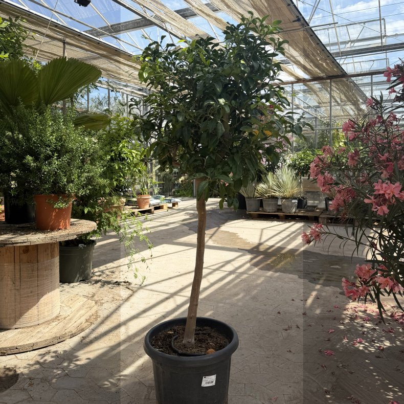 Limetr� (Citrus latifolia), 160-170 cm opstammet, bred krone