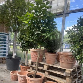 Limetr (Citrus latifolia), 160-170 cm opstammet, rund krone