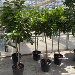 Limetr (Citrus latifolia), 160-170 cm opstammet, rund krone