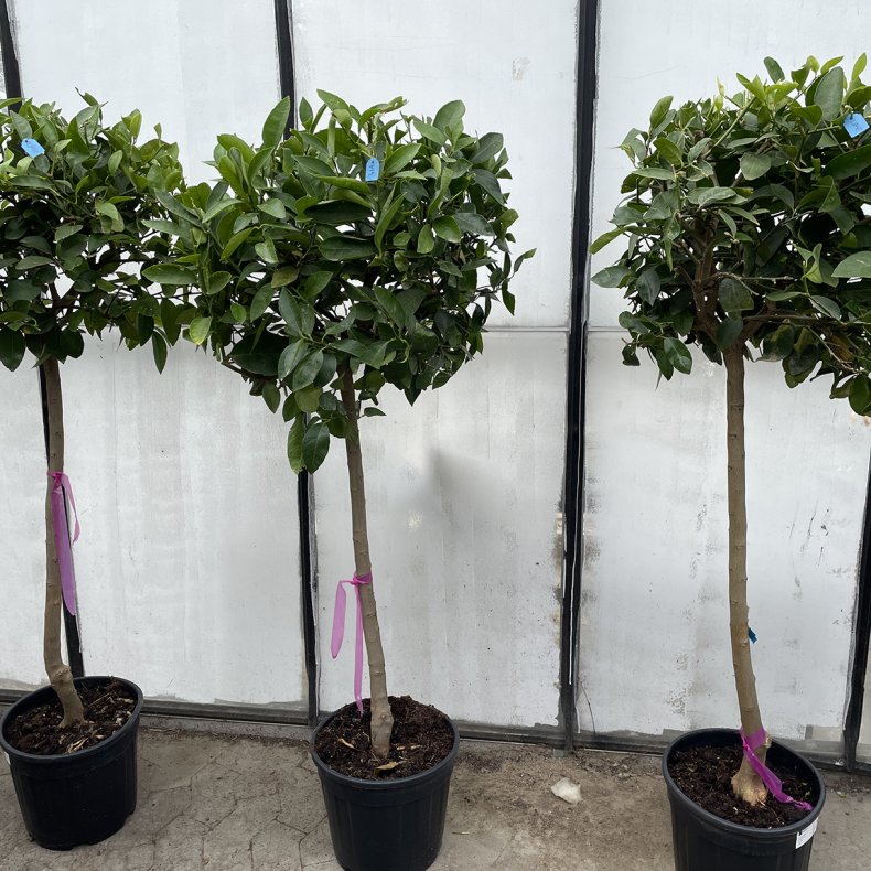 Limetr (Citrus latifolia), 150 cm opstammet, rund krone