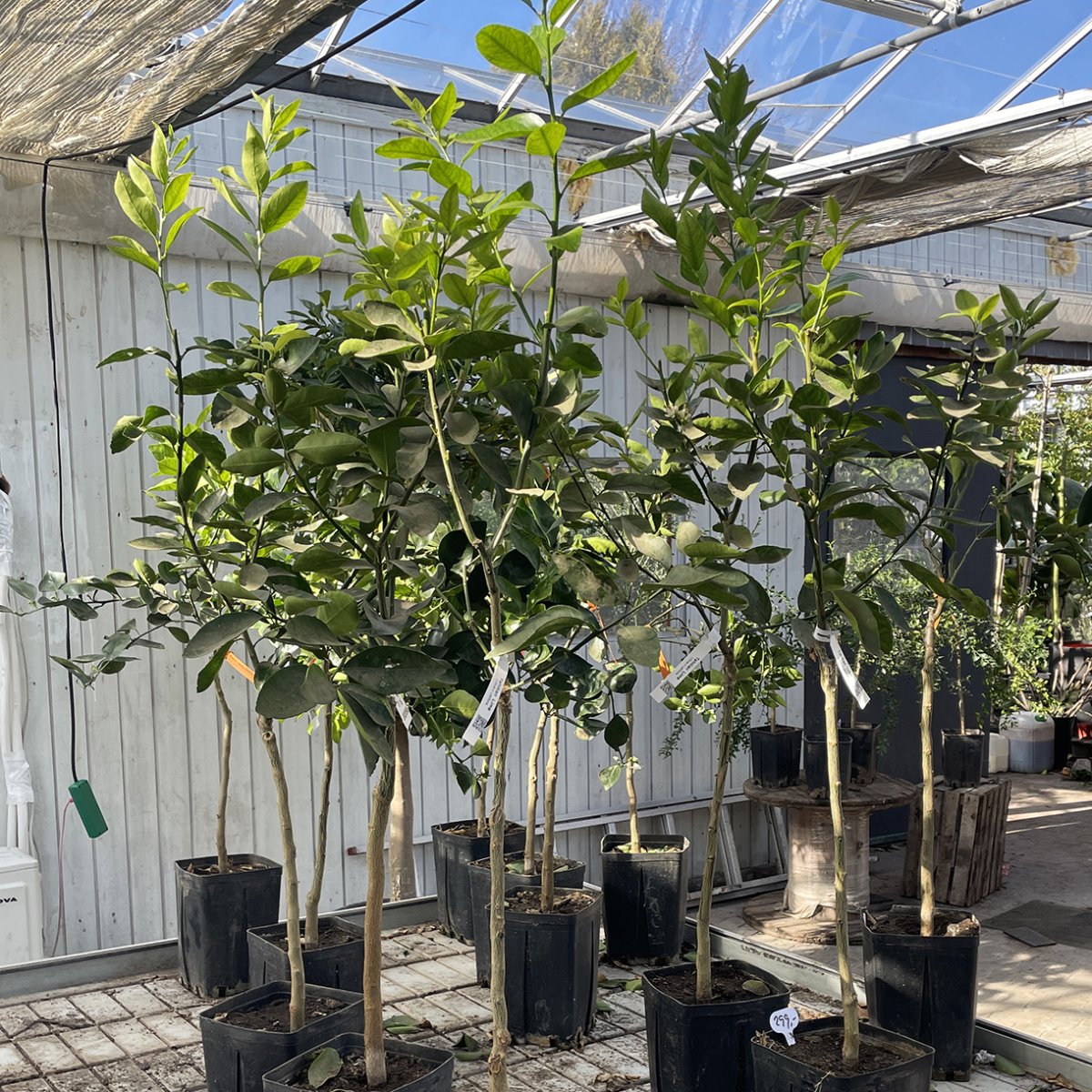 Persisk limetræ (Citrus latifolia), opstammet ungtræ, 50-100 cm ...