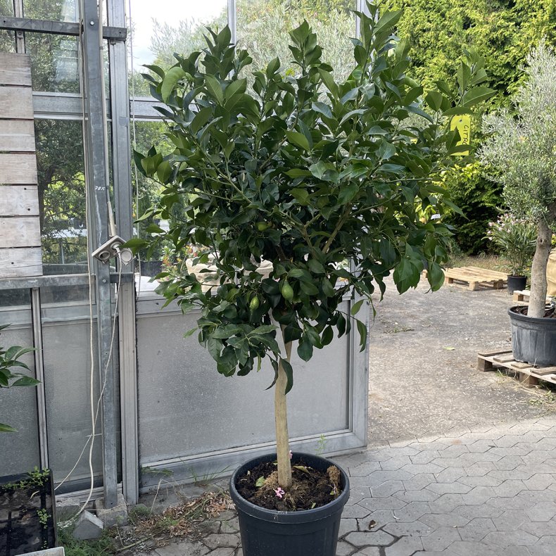 Citrontr (Citrus limon), cirka 200 cm, hjt og kraftigt