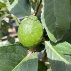 Citrontr� (Citrus limon), Carrubarro, 100-150 cm, opstammet