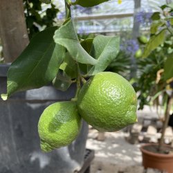 Citrontr� (Citrus limon), Carrubarro, 100-150 cm, opstammet