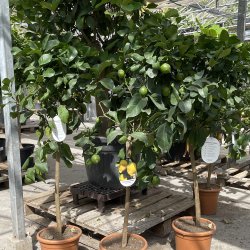 Citrontr� (Citrus limon), Carrubarro, 100-150 cm, opstammet