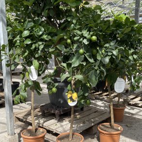 Citrontr� (Citrus limon), Carrubarro, 100-150 cm, opstammet