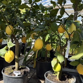 Citrontr� (Citrus limon), opstammet, 70-100 cm