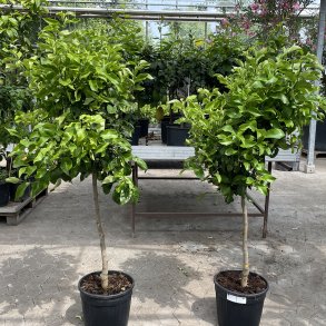 Citrontr (Citrus limon), opstammet, 150-160 cm