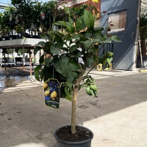 Syrakus-citrontr (Citrus limon siracusano), opstammet, 70-100 cm