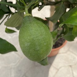 Citrontr (Citrus limon), Eureka, 80-100 cm, opstammet