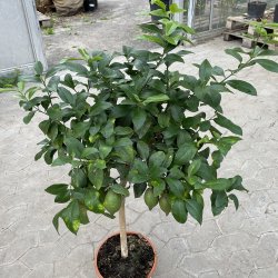 Citrontr (Citrus limon), Eureka, 80-100 cm, opstammet